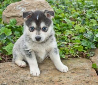 ミックス 犬 ポンスキー かわいそう ただかわいい犬