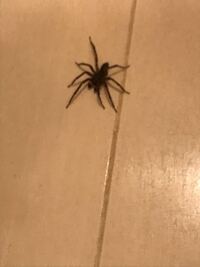 こんなクモが家にいました、調べてみると、「ハエトリグモ」に
