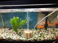 金魚の病気治療薬 アグテン と バクテリア は同時投入していいのでしょうか ま Yahoo 知恵袋