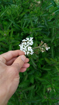 この白い小さな花を咲かせている葉っぱがしわしわになってる植物の名前を教 Yahoo 知恵袋