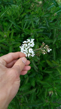 この白い小さな花 植物 雑草の名前を教えてください 多年草のヒメイワダレ Yahoo 知恵袋