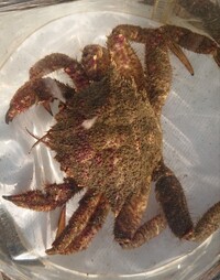 大洗港でカレイ釣りをしていた所 カニが釣れました ワタリガニでもヒラツメガニで Yahoo 知恵袋