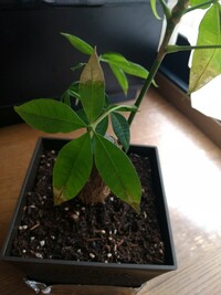 観葉植物のパキラですが葉っぱが先のほうが画像のように薄い茶色になっています こ Yahoo 知恵袋