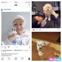 Seventeenのメンバーが犬の写真をよくインスタなどにのせていますが この Yahoo 知恵袋