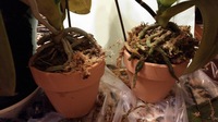 胡蝶蘭の植え替え５株に必要な水苔の量は 胡蝶蘭の植え替え Yahoo 知恵袋
