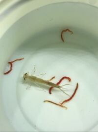 正体不明の虫が金魚の稚魚の水槽にいました おそらく水草から来たと思い Yahoo 知恵袋