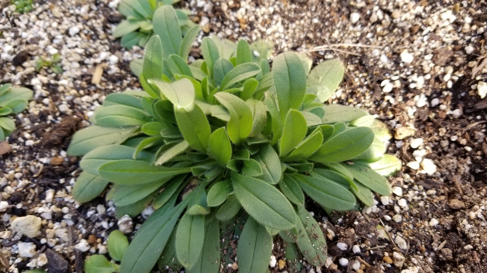 勿忘草を去年 種から育ててますが まだ花が咲く気配がまだありません ツボミも全 Yahoo 知恵袋