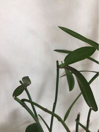 胡蝶蘭の２番花を咲かせようと花茎4節で切りました 他の茎からは花芽が出てまもな Yahoo 知恵袋