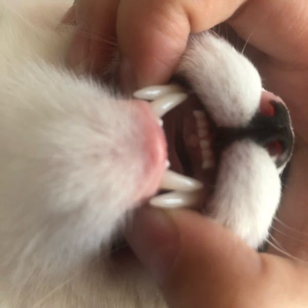飼ってる猫が噛むような動作をしながらシャクシャクと音を立てます 