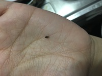 昨日ぐらいから米粒より小さい虫が家の中を飛んでいます 今日だけで5匹捕まえまし Yahoo 知恵袋