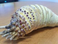 風の谷のナウシカ ナウシカで王蟲の触角 あの 黄色いやつはなんで Yahoo 知恵袋