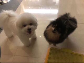 Btsのワンちゃんだと思うのですが左の子はだれの子ですか 名前もわ Yahoo 知恵袋