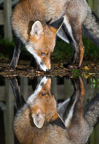 本当の自分 と 偽りの自分 ってどんな意味ですか 言葉で表す Yahoo 知恵袋