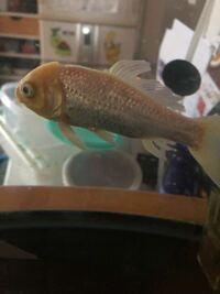家で飼っている2匹の金魚の片方の金魚の片目が白く濁っている というか白い膜 Yahoo 知恵袋