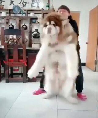 これは何という犬ですか 日本でもかえるのでしょうか また 日本で飼える犬 Yahoo 知恵袋