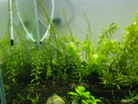 ロタラspの葉があまり大きくなりません 購入した時は葉 Yahoo 知恵袋