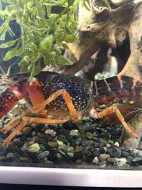 ザリガニの繁殖について オスメスの相性はありますか 気に入ったも Yahoo 知恵袋