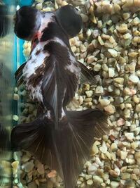 自宅で飼っている金魚なのですが お腹の辺りが物凄く膨らんで破裂して Yahoo 知恵袋