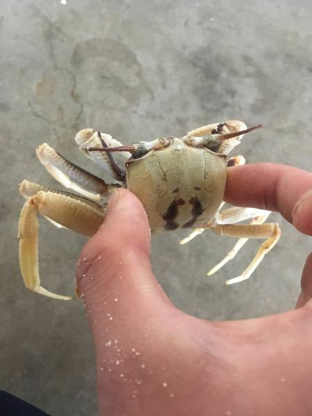 この長い目のカニの名前は何ですか 沖縄県伊江島で見つけました Yahoo 知恵袋