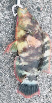 ベラ系の魚って毒とか持ってないですよね 今度釣れたら食べてみたいのですが Yahoo 知恵袋