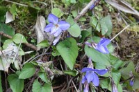 すみれ色は薄紫とは違いますか すみれ色 菫色 は紫色の一種で Yahoo 知恵袋