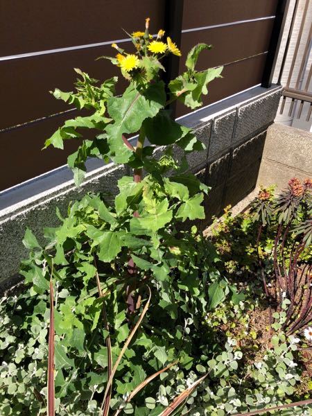 大きなタンポポのような植物が生えているのですが、これは何なので