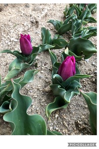 去年球根を植えたチューリップ そのままにしておいたら今年も花を咲かせ Yahoo 知恵袋