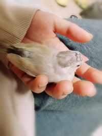 文鳥 ヒナ の放鳥中の行動について 生後4ヶ月の文鳥を飼っています 最近う Yahoo 知恵袋