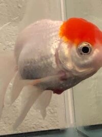 金魚の病気に詳しい方に質問です 最近 金魚 丹頂 のお腹にでき Yahoo 知恵袋