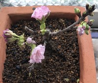 旭山桜の元気がないです 1週間程前に旭山桜を買いました しかし 咲きかけの花び Yahoo 知恵袋