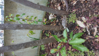 庭に植えたヒメシャラが カナブンの襲撃を受けてしまいました 葉が虫食 Yahoo 知恵袋