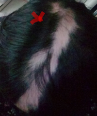 高校生ウィッグ 校則が厳しいため休日用のウィッグを購入し Yahoo 知恵袋