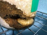 クワガタが瓶底に蛹室を作った時の対処法を教えてください ニジイロクワガタが写真 Yahoo 知恵袋