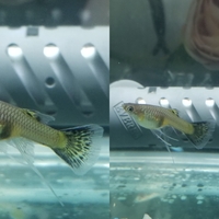 グッピーと一緒に川からとってきた 1匹と他の種類の2匹魚を飼っていま Yahoo 知恵袋