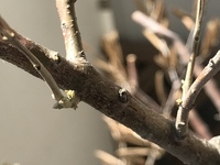 コレは新芽ですか 枯れてしまったと思っていたオリーブの木に小さな芽 Yahoo 知恵袋