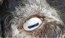ヤギの目はどうしてあんな怖い形をしているのですか 羊やヤギなど Yahoo 知恵袋