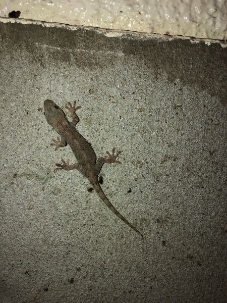 家にトカゲ がいたのですがこれはトカゲでしょうか ピーピー鳴き声を出すの Yahoo 知恵袋