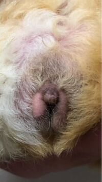 メスの8ヶ月のモルモットを飼っているのですが部屋をお散歩させている時に た Yahoo 知恵袋