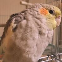 生後半年のオカメインコのメスを飼っているのですが 未だに飛ぶのが下手で息切れを Yahoo 知恵袋