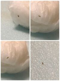 世界で最も小さい生き物って何ですか ウィルスを生物と考えなければ 地球 Yahoo 知恵袋