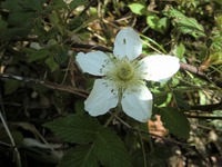 写真のようにイチゴの花と葉に似たおそらくバラ科とおもわれる植物の名前を教えてく Yahoo 知恵袋