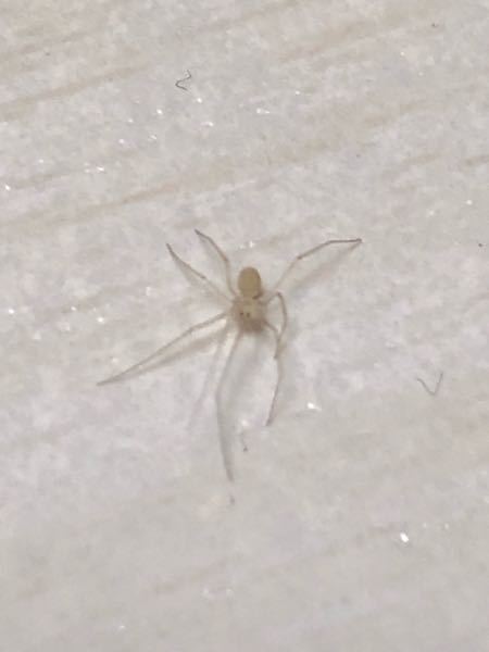シモングモ