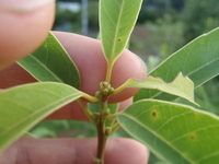 シラカシの害虫について 庭木に３本程度植えているシラカシに毛虫をよ Yahoo 知恵袋