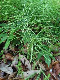 この植物は何でしょうか 日当たりの悪い庭に空き地に群生している細い植 Yahoo 知恵袋