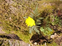 福寿草なんですけど お庭に植えてある福寿草が咲いてくれました いつ植え Yahoo 知恵袋