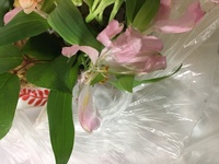 百合の花の花粉はどのくらい飛ぶ可能性がありますか 3 28に百合の花 Yahoo 知恵袋