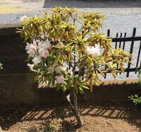 毎年シャクナゲの木全体に花を咲かすのですが 今年は片方だけにしか Yahoo 知恵袋