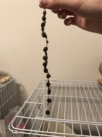 うさぎ毛球症費用大至急 私の飼っているうさぎがこの頃食欲がありませんお Yahoo 知恵袋