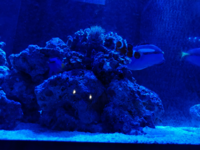 海水魚のナンヨウハギについての質問です 海水魚飼育についての質問です Yahoo 知恵袋