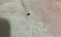 部屋に小さい虫が出て困っています 黒と白の柄の丸い虫です 飛んだり動いたりしな Yahoo 知恵袋